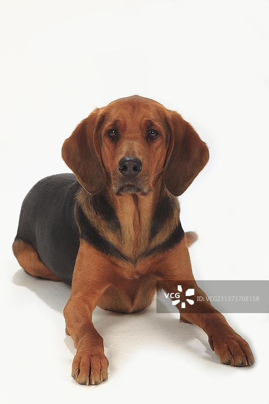 奥加尔·波兰斯基，，波兰·布拉克图片素材