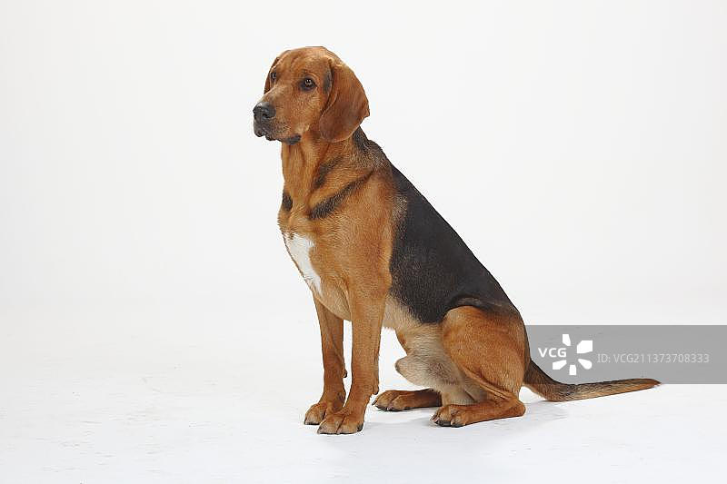 奥加尔波兰斯基，波兰猎犬图片素材