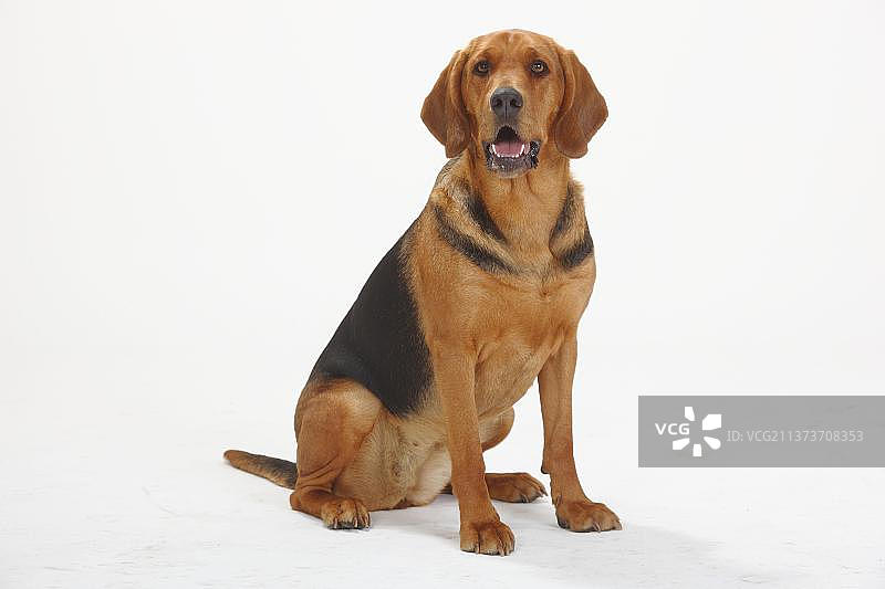 奥加尔·波兰斯基，，波兰·布拉克图片素材