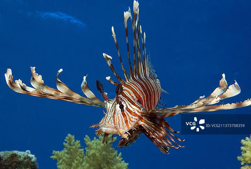 红海中的 Common lionfish图片素材