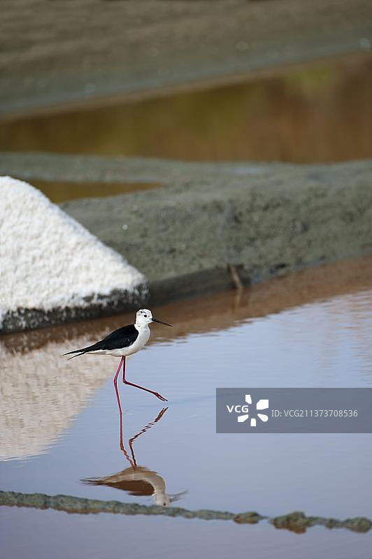 黑翅长脚鹬，法国图片素材