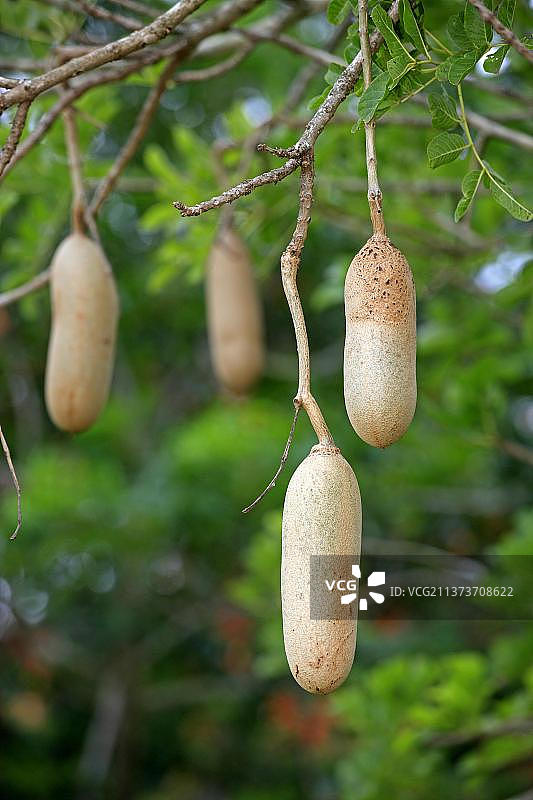 吊灯树（Kigelia africana），果实，姆库泽公园，紫葳科图片素材