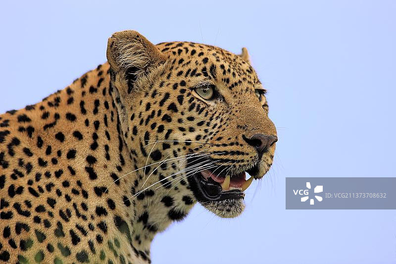 非洲豹：南非克鲁格国家公园萨比萨比禁猎区图片素材