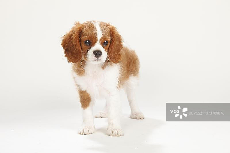 查理士王小猎犬幼犬，布伦海姆色，10周图片素材