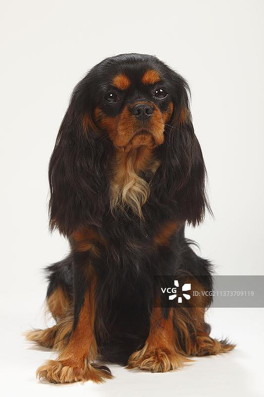黑色棕色查理士王小猎犬（母犬）图片素材