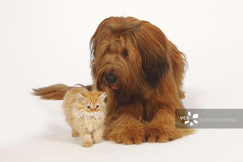 布里亚德犬（1岁）与家猫幼崽图片素材