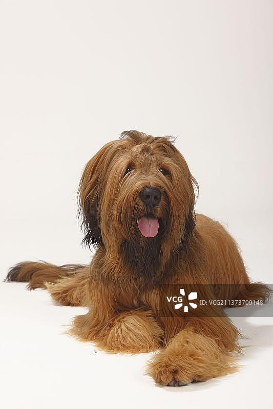 布里牧羊犬，1岁图片素材