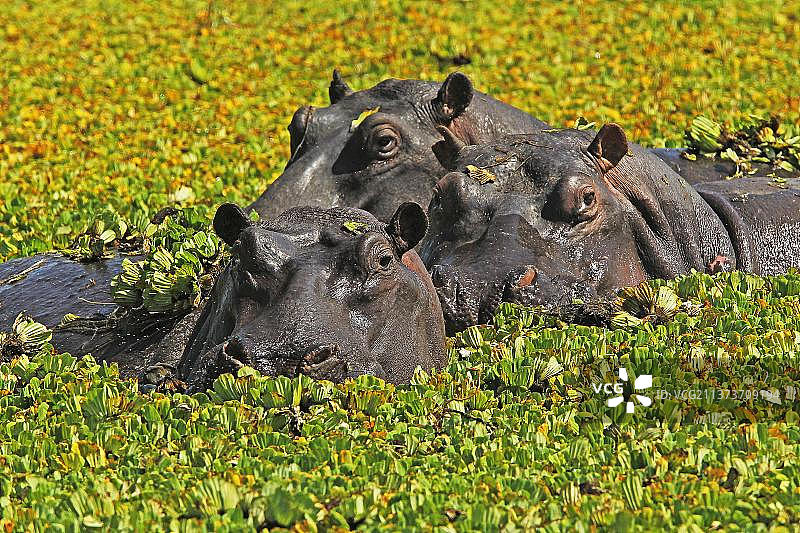 肯尼亚马赛马拉公园沼泽中的河马群图片素材