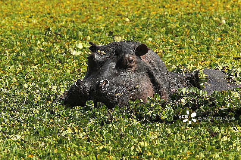 肯尼亚马赛马拉公园：沼泽中成年河马图片素材