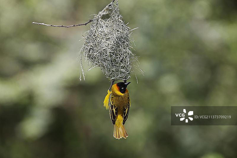 正在筑巢的斯贝克织布鸟图片素材