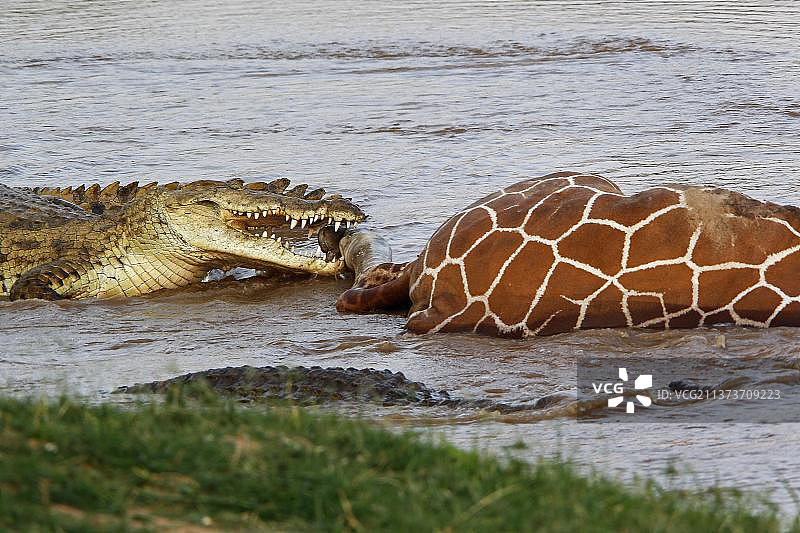 尼罗鳄捕食长颈鹿，在肯尼亚桑布鲁公园图片素材