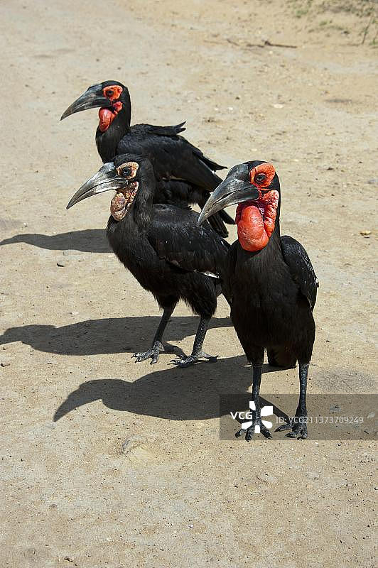 克鲁格国家公园的地犀鸟图片素材