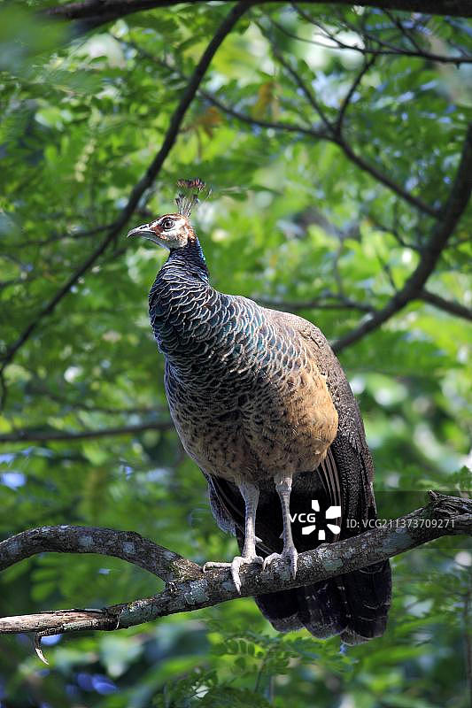 印度孔雀（Pavo cristatus），雌性图片素材