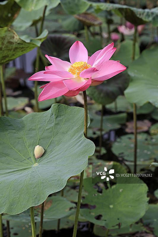 印度莲花图片素材