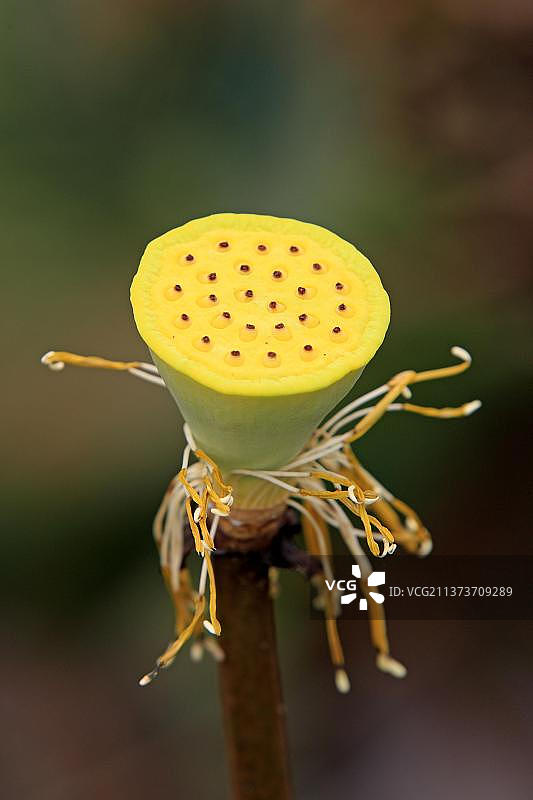 印度莲（学名：Nelumbo nucifera），莲蓬，哥打基纳巴卢，沙巴，婆罗洲，马来西亚，亚洲图片素材