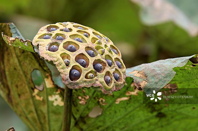 印度莲（学名：Nelumbo nucifera），莲蓬，哥打基纳巴卢，沙巴，婆罗洲，马来西亚，亚洲图片素材