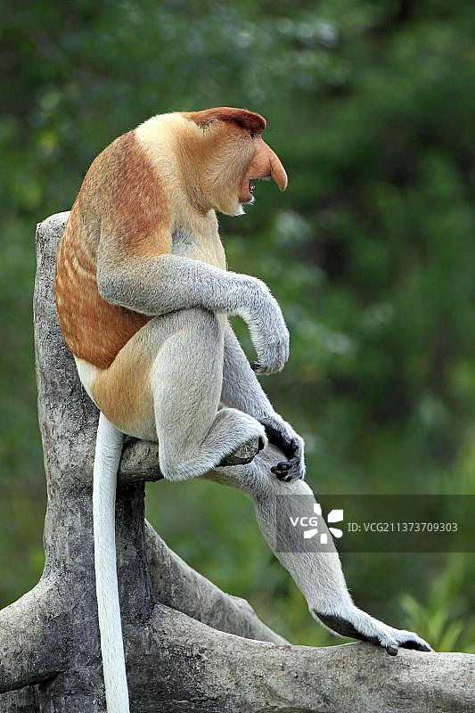 长鼻猴，沙巴, 马来西亚图片素材