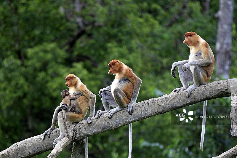 长鼻猴，雌性和幼崽，位于马来西亚沙巴，拉卜克湾图片素材