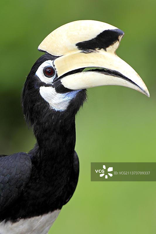 马来西亚沙巴拉卜湾的东方斑犀鸟图片素材