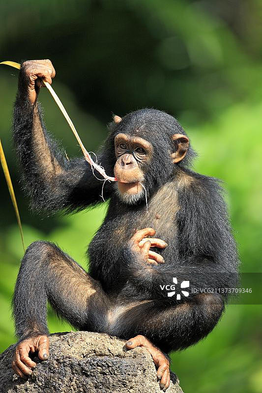 非洲幼年黑猩猩(泛穴居人)图片素材