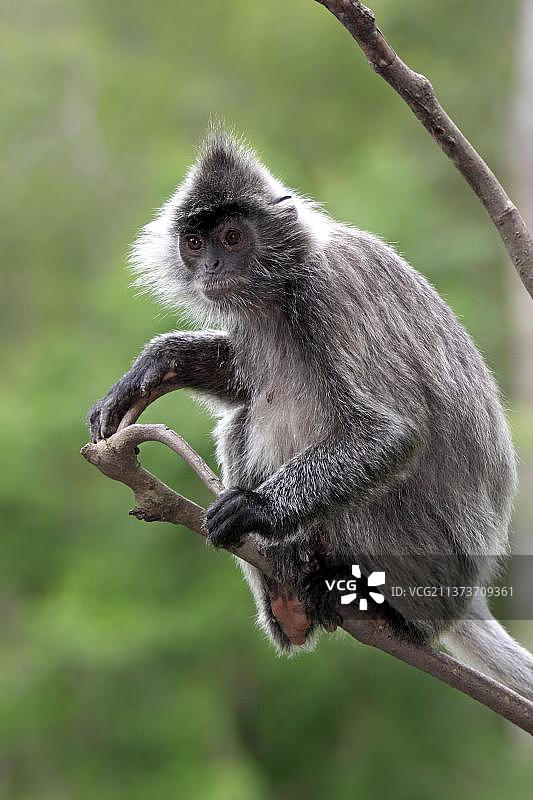 银叶猴,纳闽湾,沙巴,婆罗洲(Presbytis cristatus),银色白臀叶猴(Trachypithecus cristatus),马来西亚,亚洲图片素材