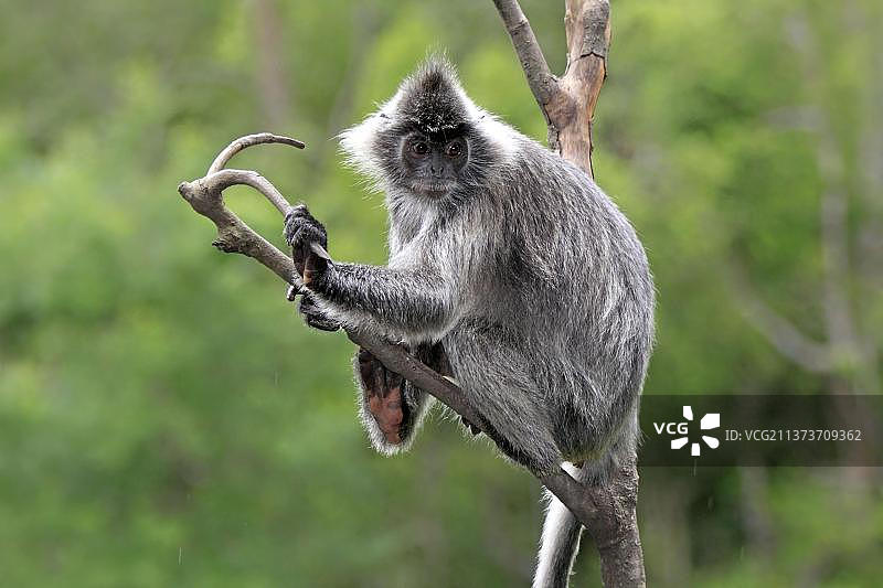 银叶猴，纳闽湾，沙巴，婆罗洲（Presbytis cristatus），银色白臀叶猴（Trachypithecus cristatus），马来西亚，亚洲图片素材