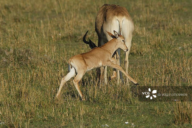 狷羚（大角狷羚），母子，肯尼亚马赛马拉公园图片素材
