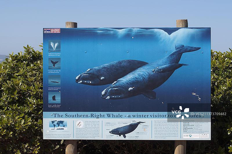 南非西开普省赫曼努斯鲸鱼信息板图片素材