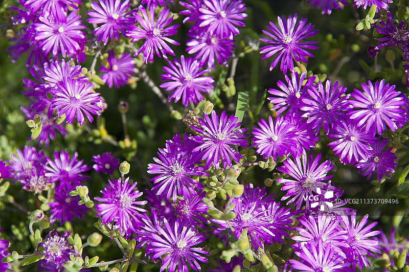 南非西开普省的马齿苋图片素材