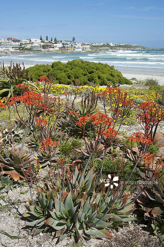 南非西开普省伊泽方丹图片素材