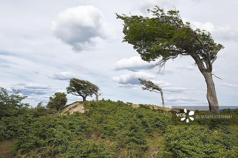 旗树：风塑造的树，火地岛，巴塔哥尼亚，阿根廷图片素材