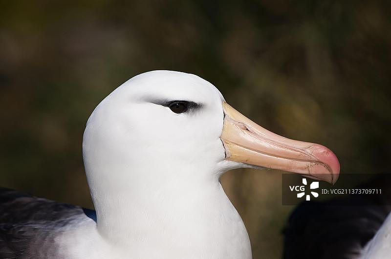 黑眉信天翁，西点，福克兰群岛，南美洲图片素材