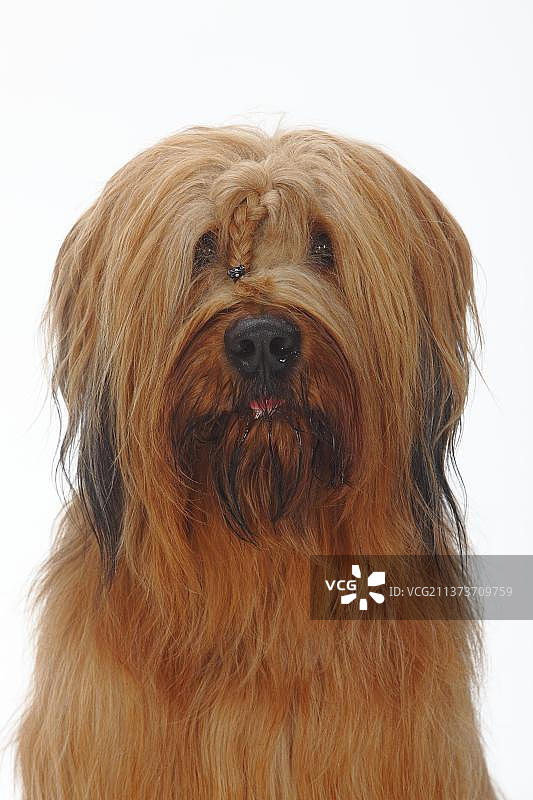 布里亚德犬图片素材