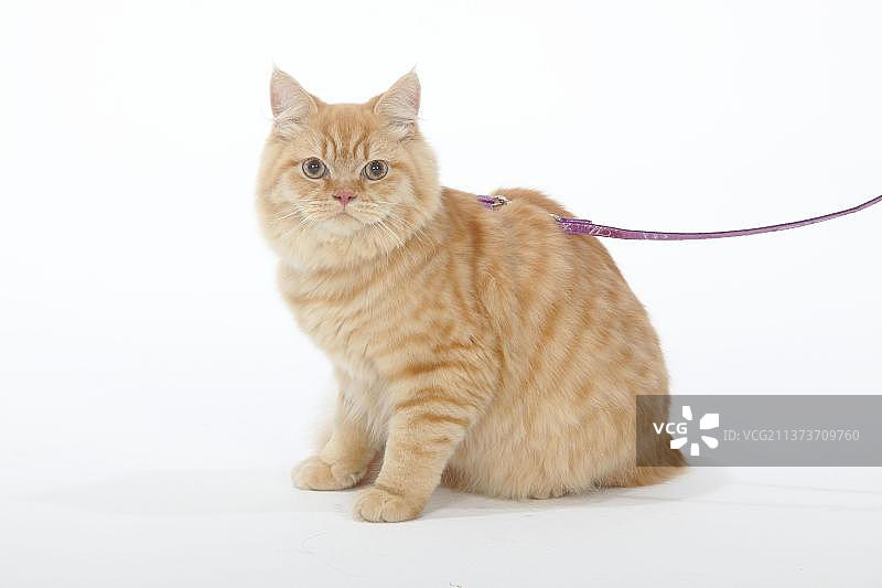 带挽具和牵引绳的英国长毛猫（公）图片素材