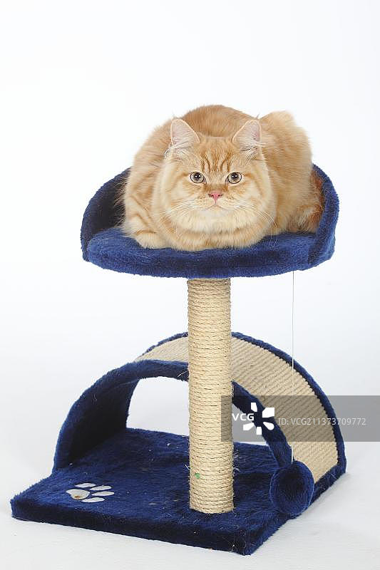 英国长毛猫，公猫，高地长毛猫，矮地长毛猫，猫爬架图片素材