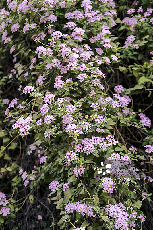 马缨丹图片素材
