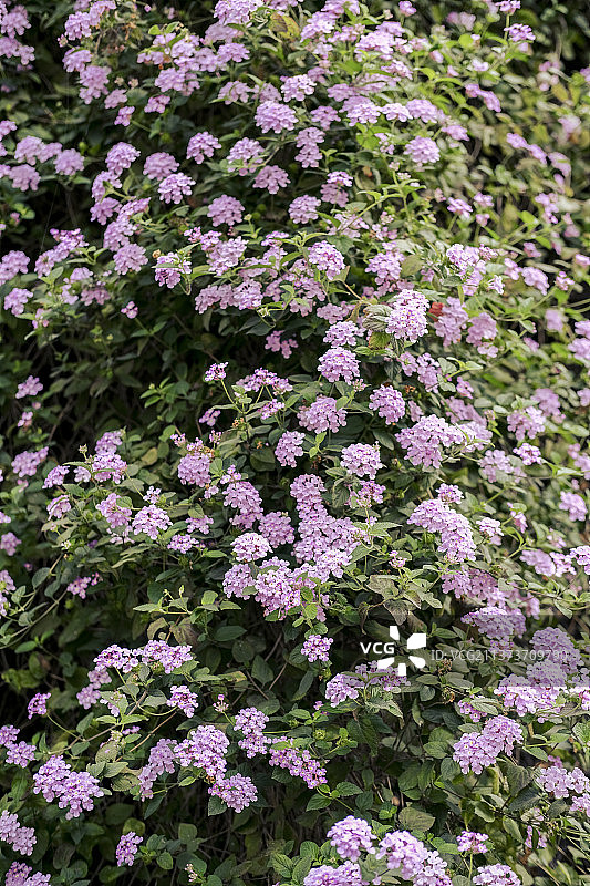 马缨丹图片素材