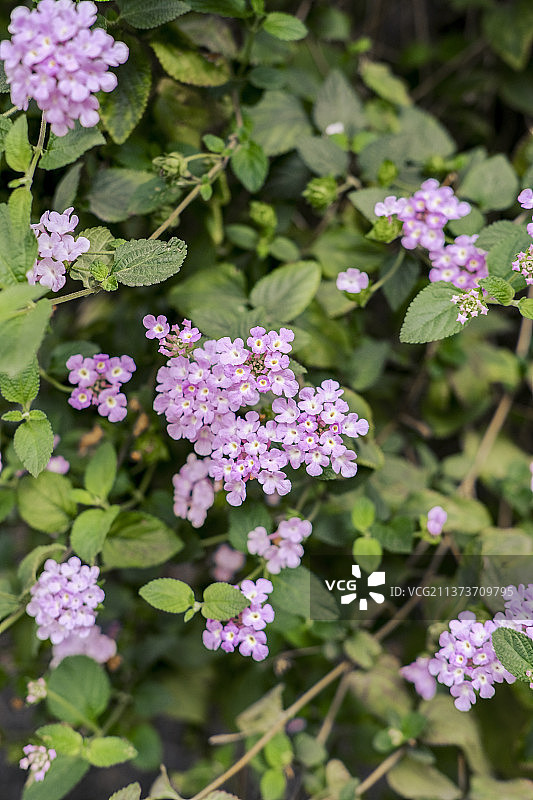 马缨丹图片素材