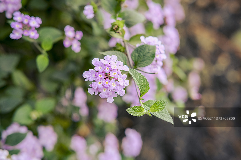 马缨丹图片素材
