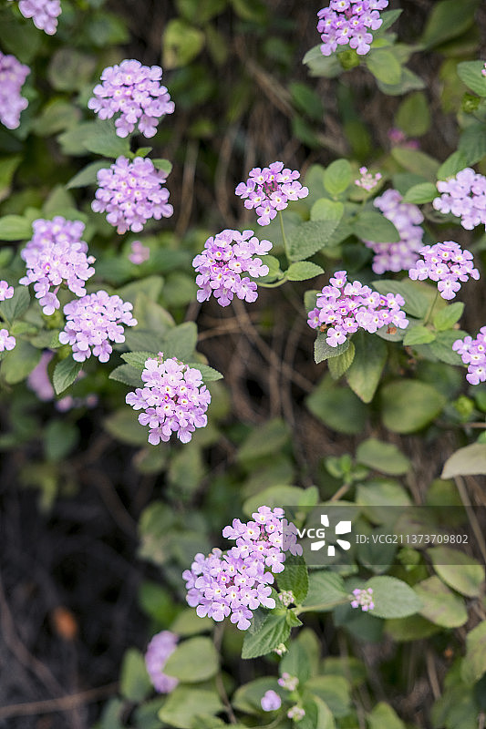 马缨丹图片素材