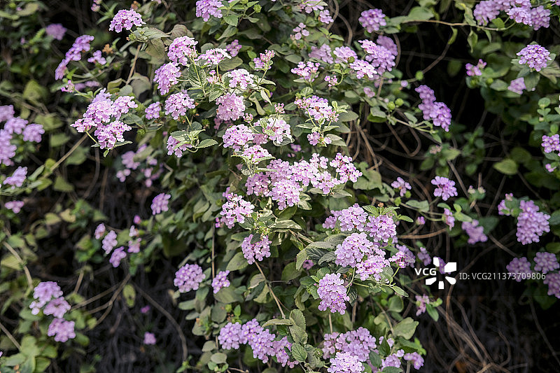 马缨丹图片素材