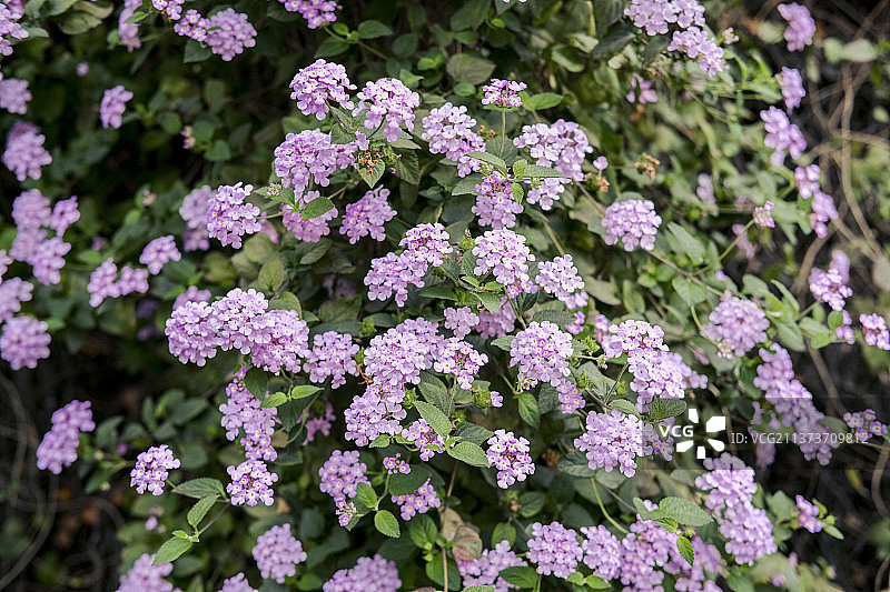 马缨丹图片素材