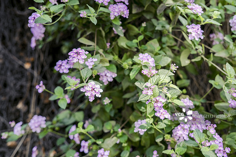 马缨丹图片素材