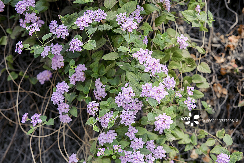马缨丹图片素材