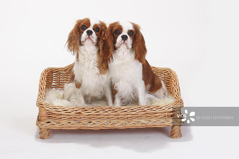 骑士查理国王猎犬，布莱尼姆，们图片素材