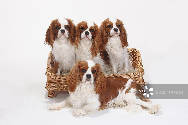 骑士查理国王猎犬，布莱尼姆，们图片素材