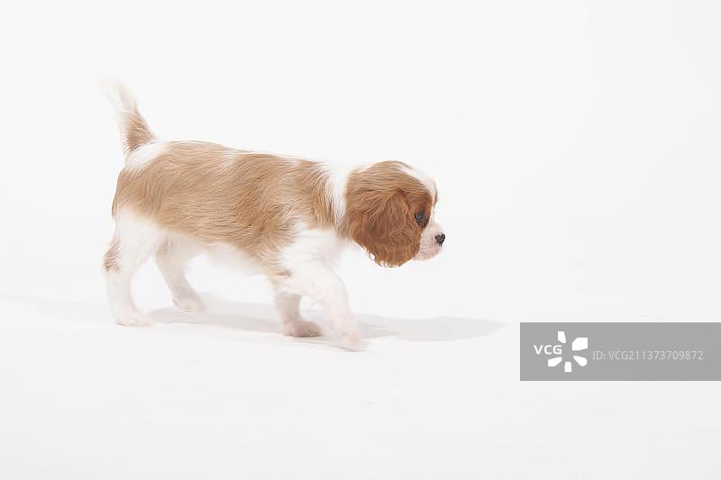 8周大的布伦海姆色查理士王小猎犬幼犬图片素材