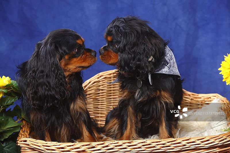 黑棕色的查理士王小猎犬图片素材