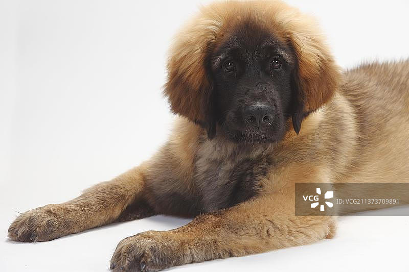 里昂贝格犬幼犬（5个月）图片素材