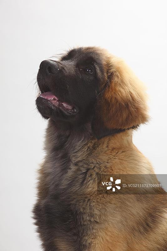 里昂贝格犬幼犬（5个月）图片素材